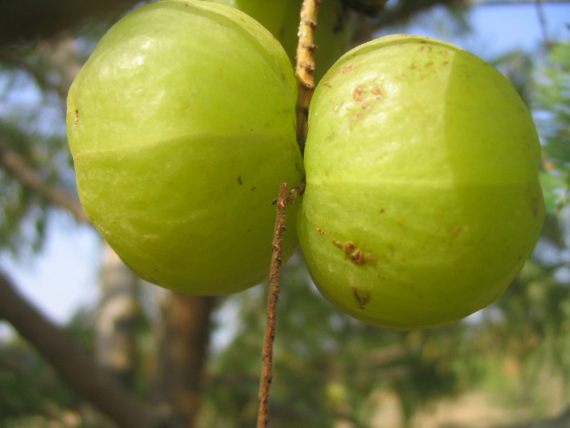 L'huile d'amla provient du fruit de l'amla