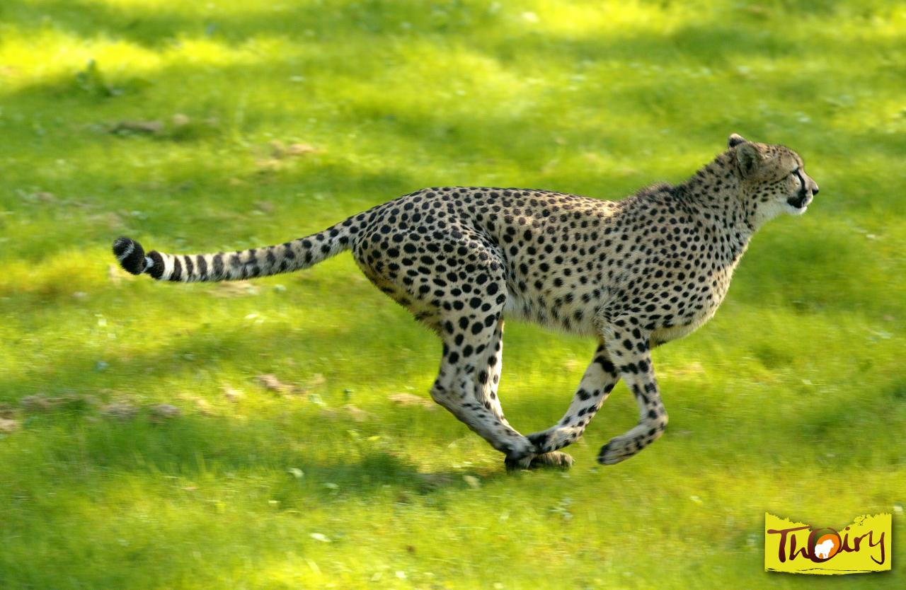 Un guépard en pleine course au zoo de Thoiry