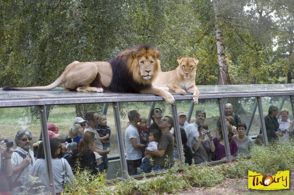 Le tunnel des lions au parc zoologique de Thoiry